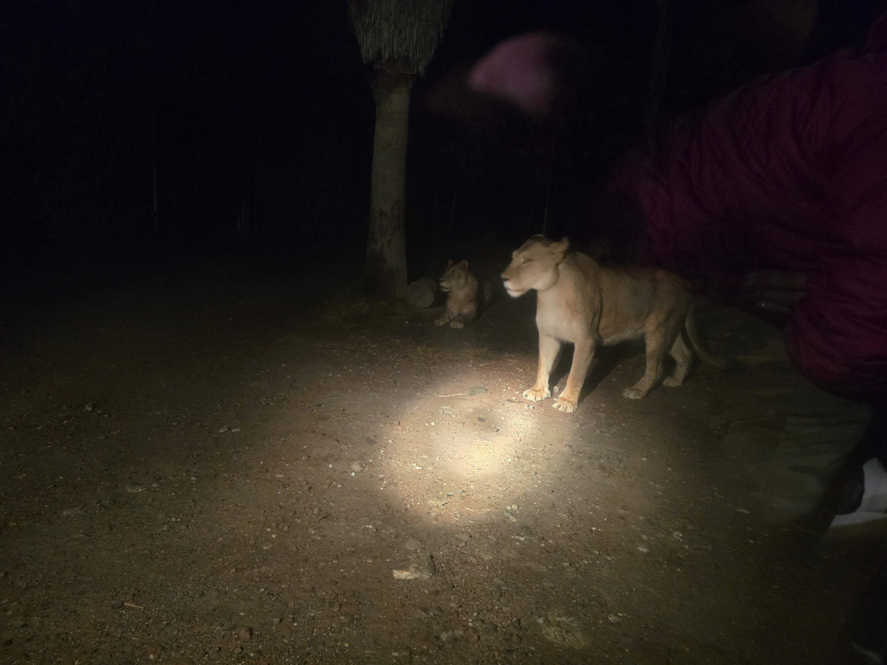 Toda una aventura, arranca el Moon Safari en Africam Puebla