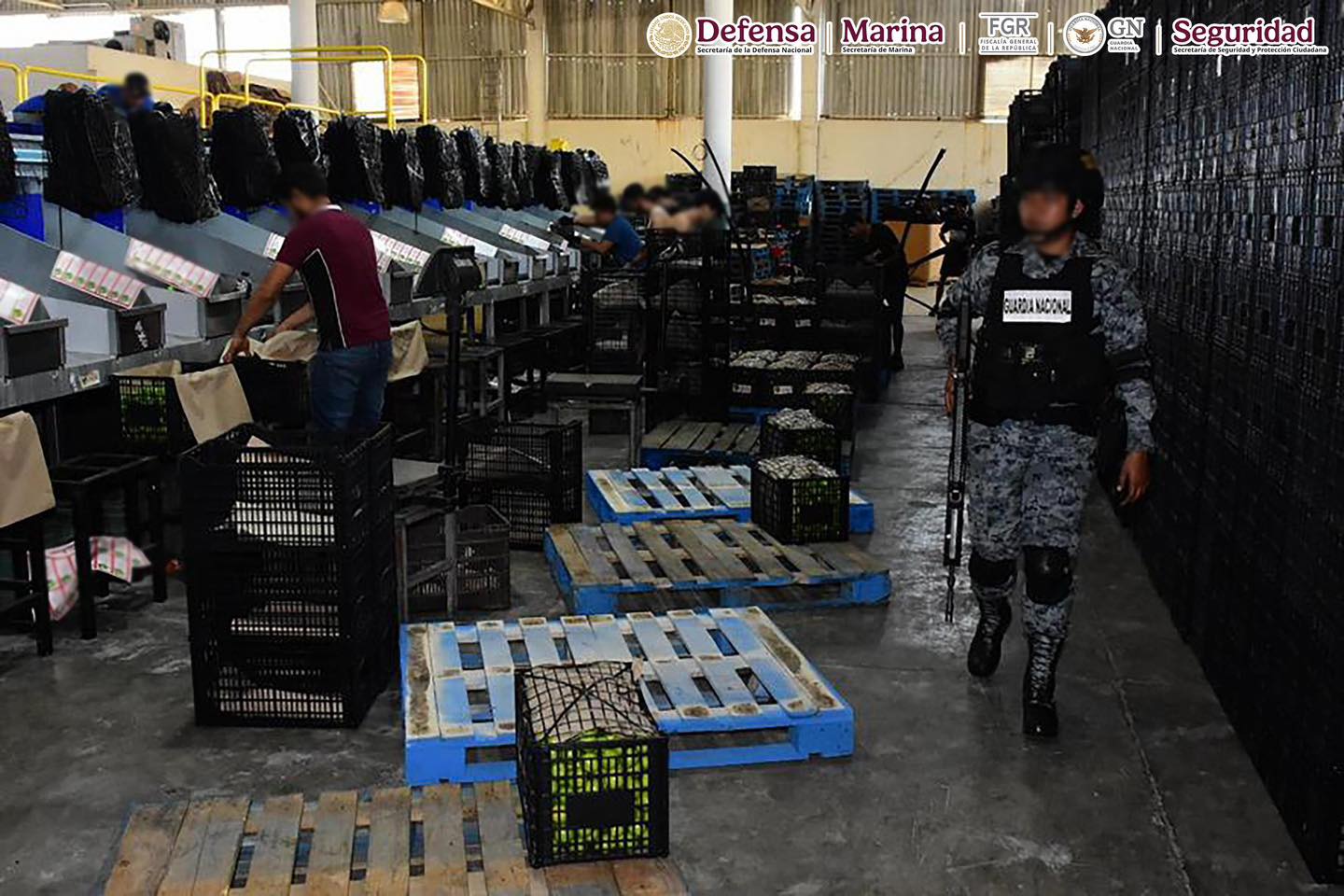 En Michoacán detienen a ocho personas e inhabilitan dos campamentos clandestinos