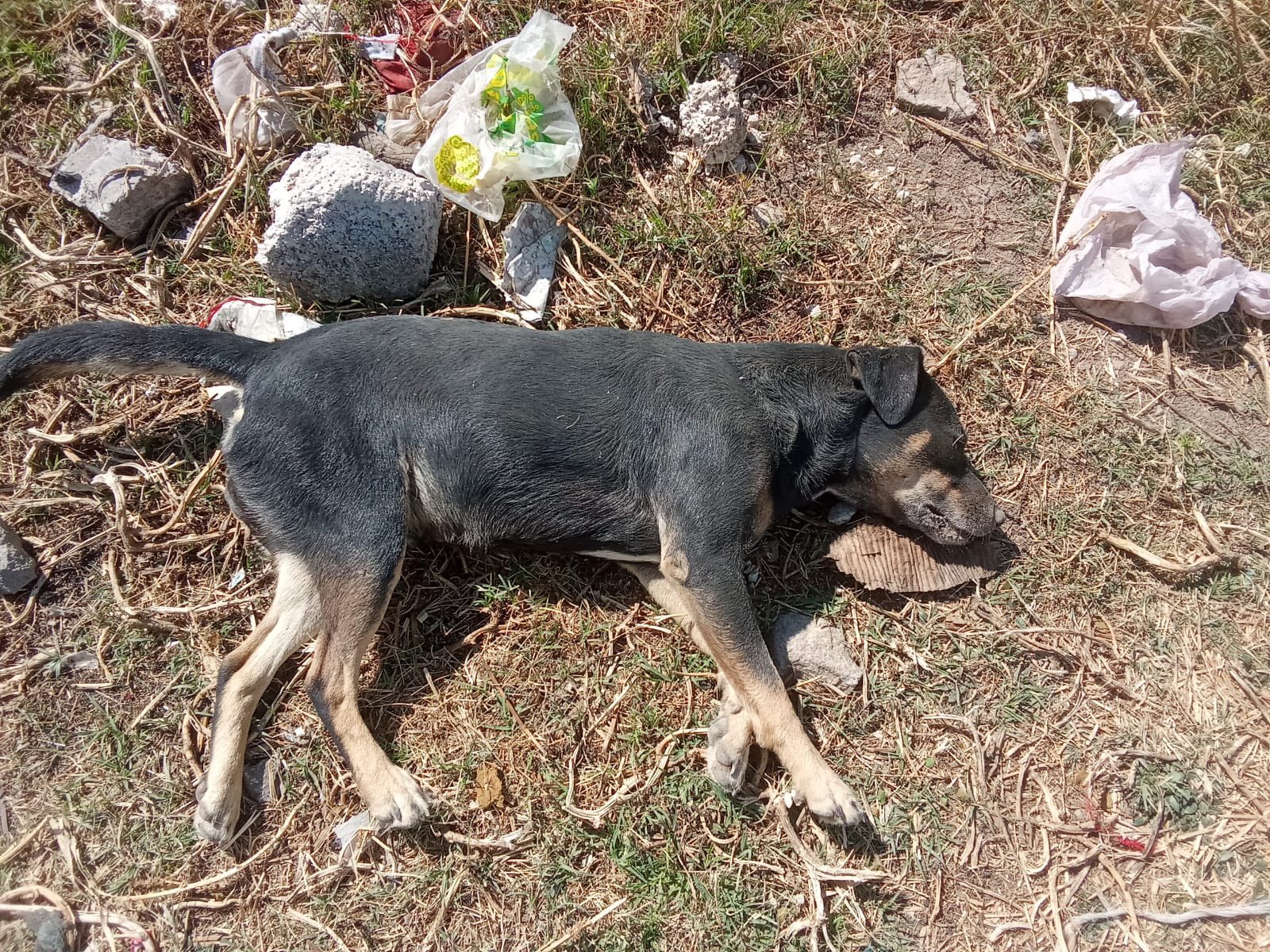 Denuncian envenenamiento masivo de perros en Texmelucan 