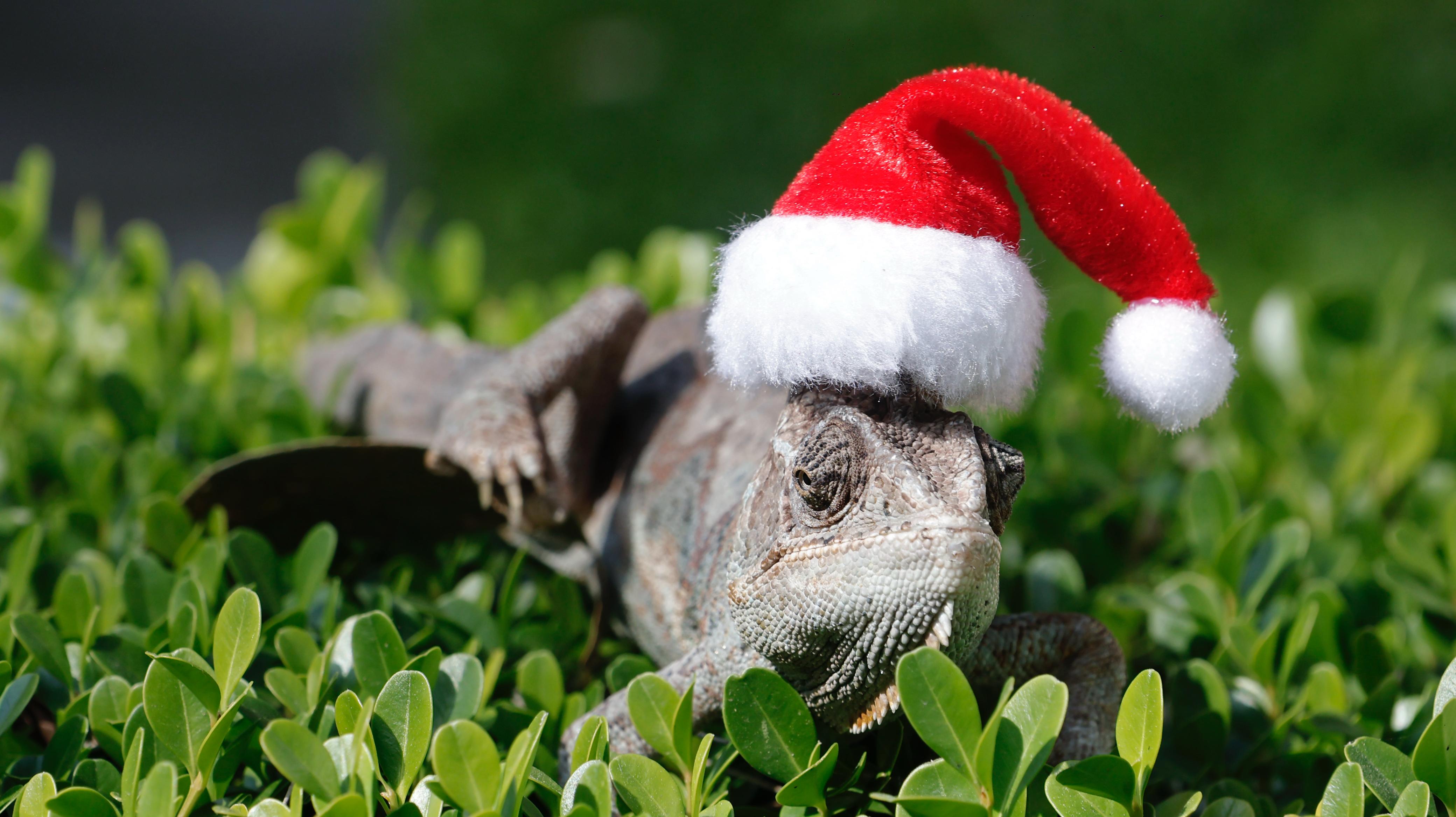 La Navidad Salvaje llegó al Zoológico del Altiplano