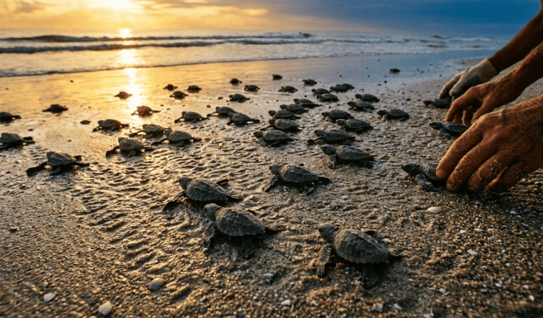 Nacen 20 millones de tortugas marinas gracias a un programa de conservación en el Caribe mexicano