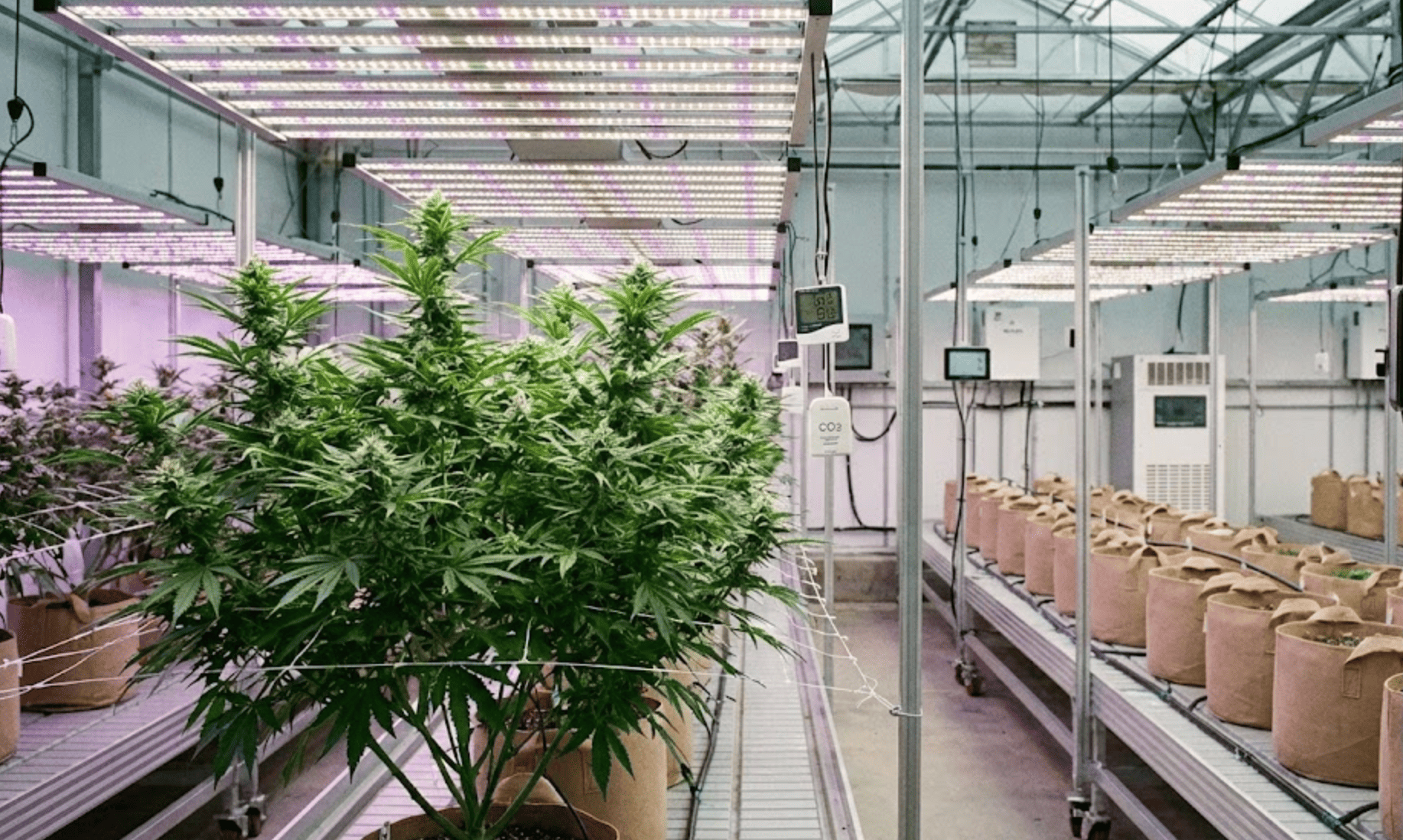 Reclasificación del cannabis: las claves detrás de la nueva orden ejecutiva de Trump