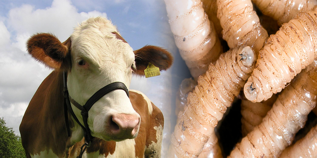 20 mdp se destinaron para combatir la plaga de gusano barrenador en Puebla 