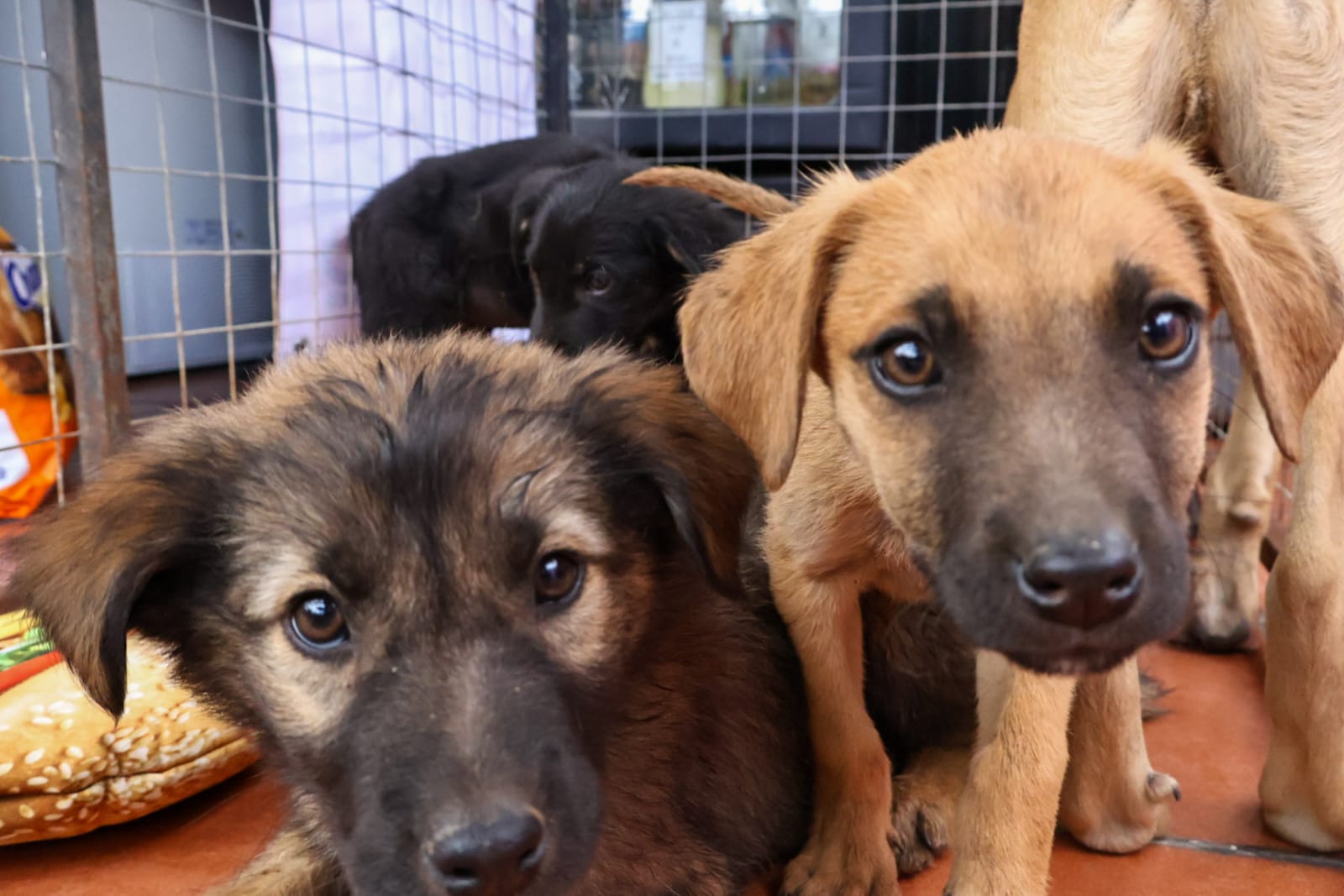 Tu mejor amigo te está esperando, así puedes adoptar una mascota en el IBA