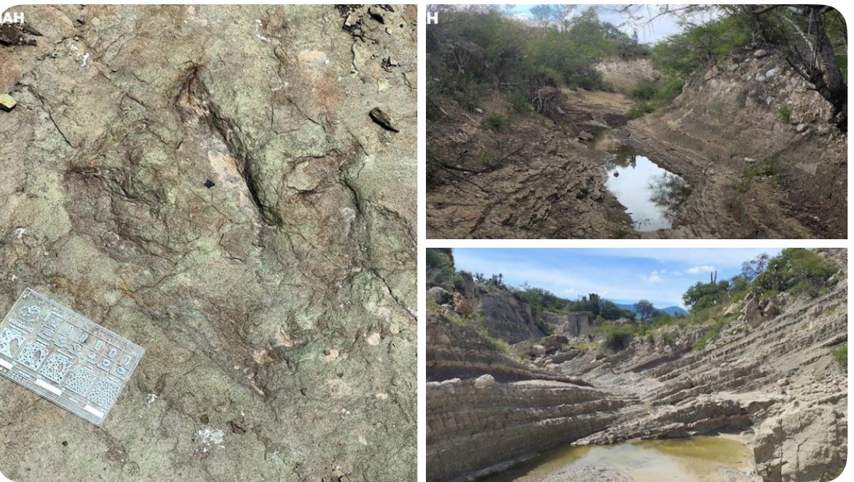 Hallan huellas de dinosaurio en Puebla: datan de 120 millones de años 