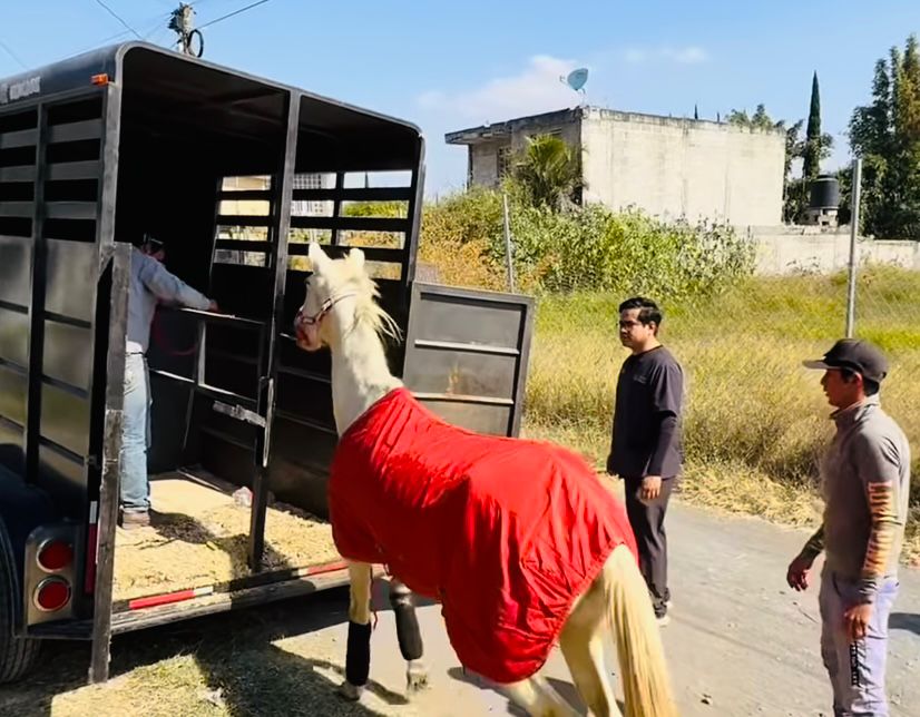Rescatan en Atlixco a caballo en estado crítico tras presión ciudadana y gestión de Cuacolandia 