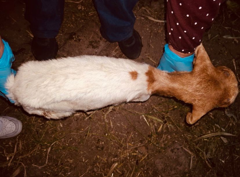 En Atlixco denuncia maltrato animal en granja