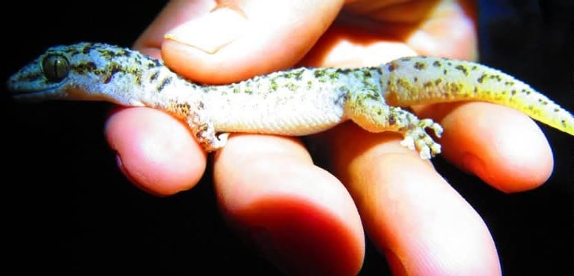 Identifican nueva especie de salamanquesa en la Reserva de la Biosfera Tehuacán-Cuicatlán