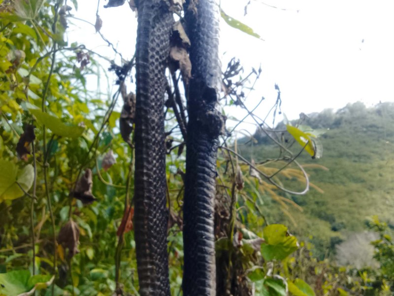 Hallan dos boas al interior de domicilio en San Miguel Eloxochitlán