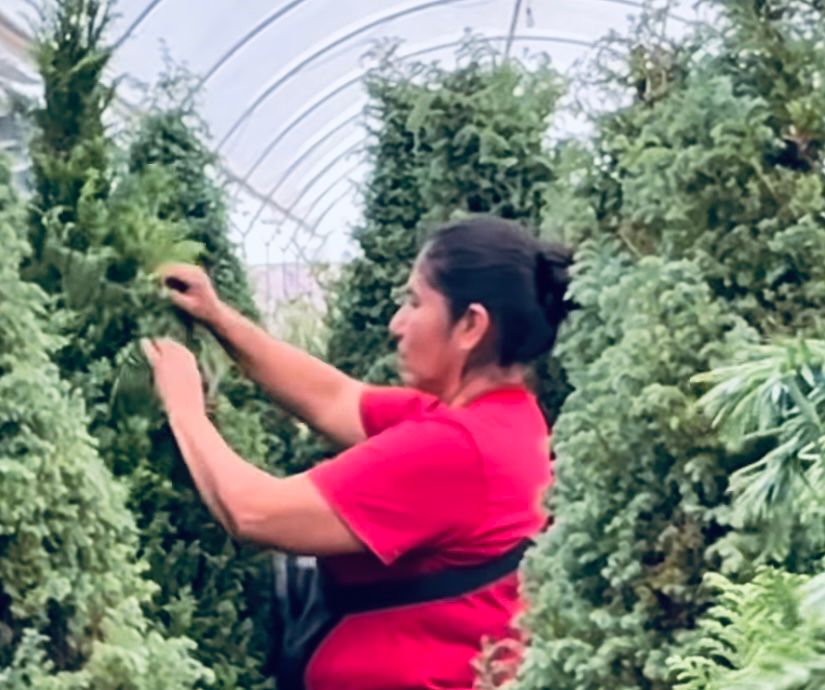 Viveristas de Atlixco apuestan por pinos naturales de navidad en el clúster de Cabrera 