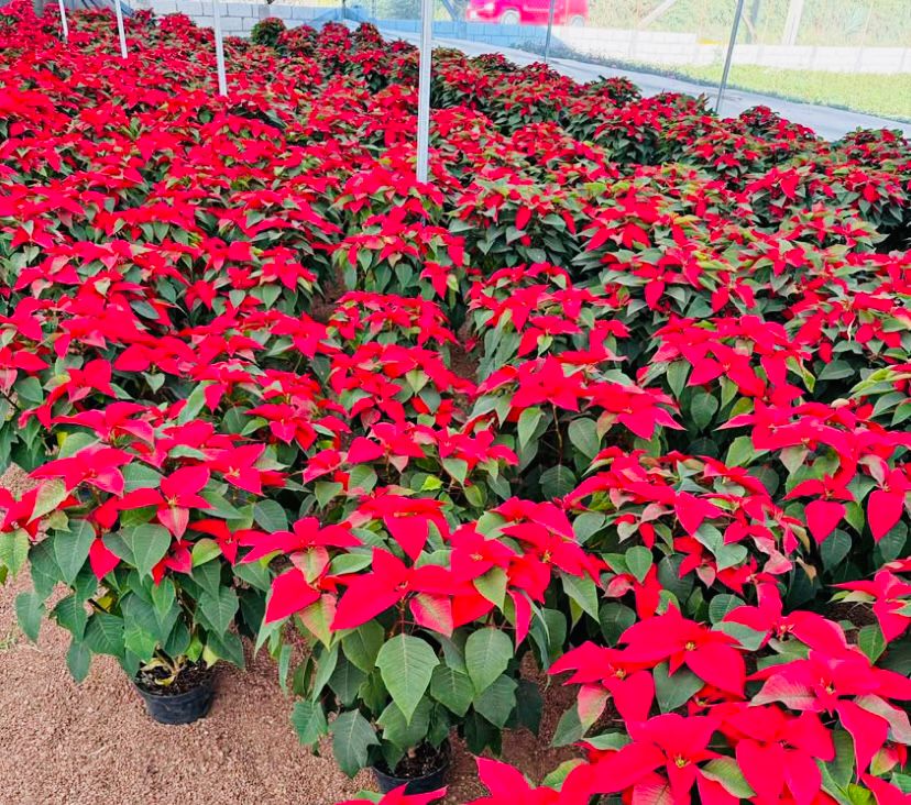 Mayoristas, principales clientes de la nochebuena producida en el clúster de Cabrera de Atlixco 