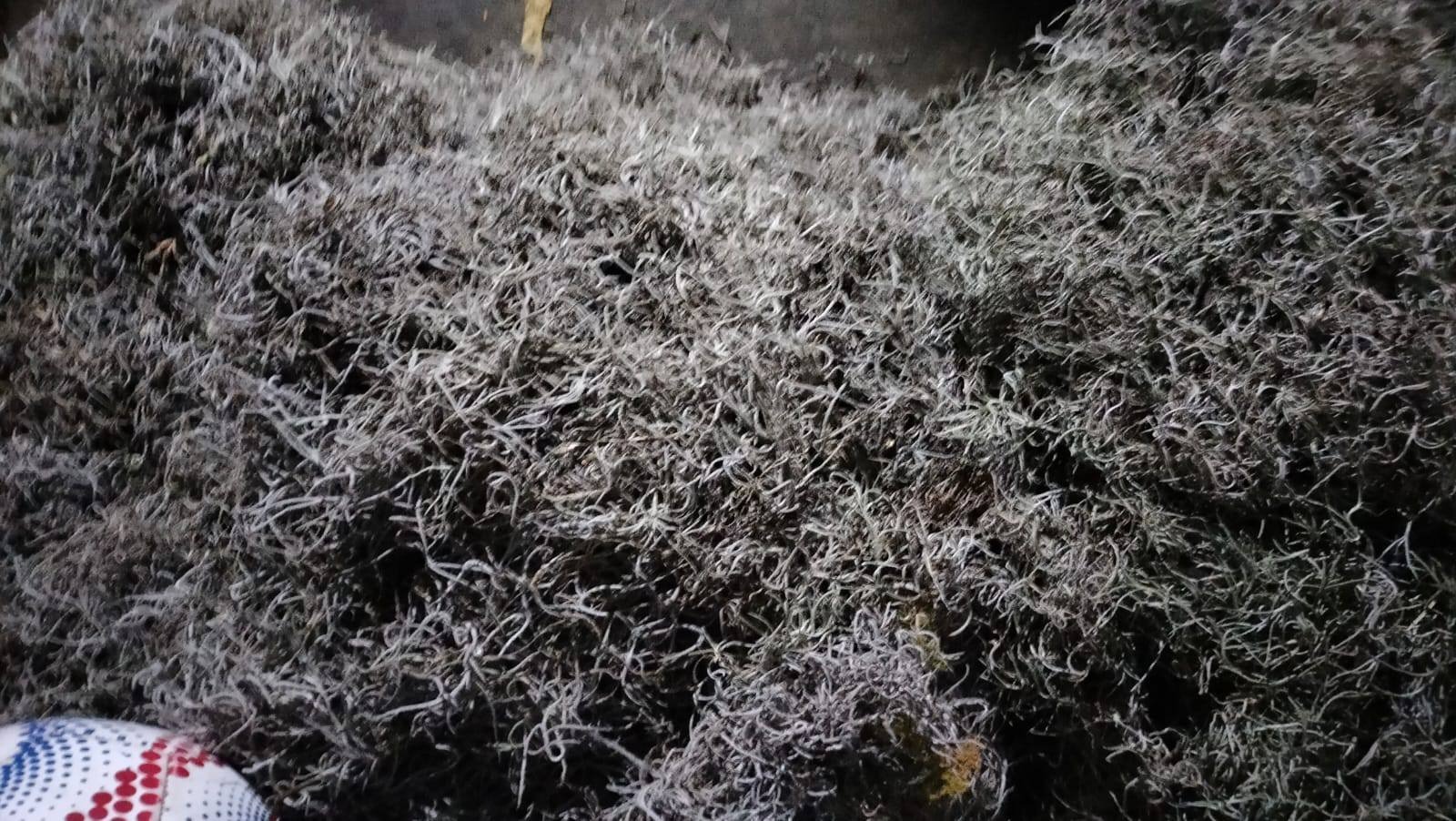 Pese a estar prohibido en Izúcar venden el heno y musgo por redes sociales