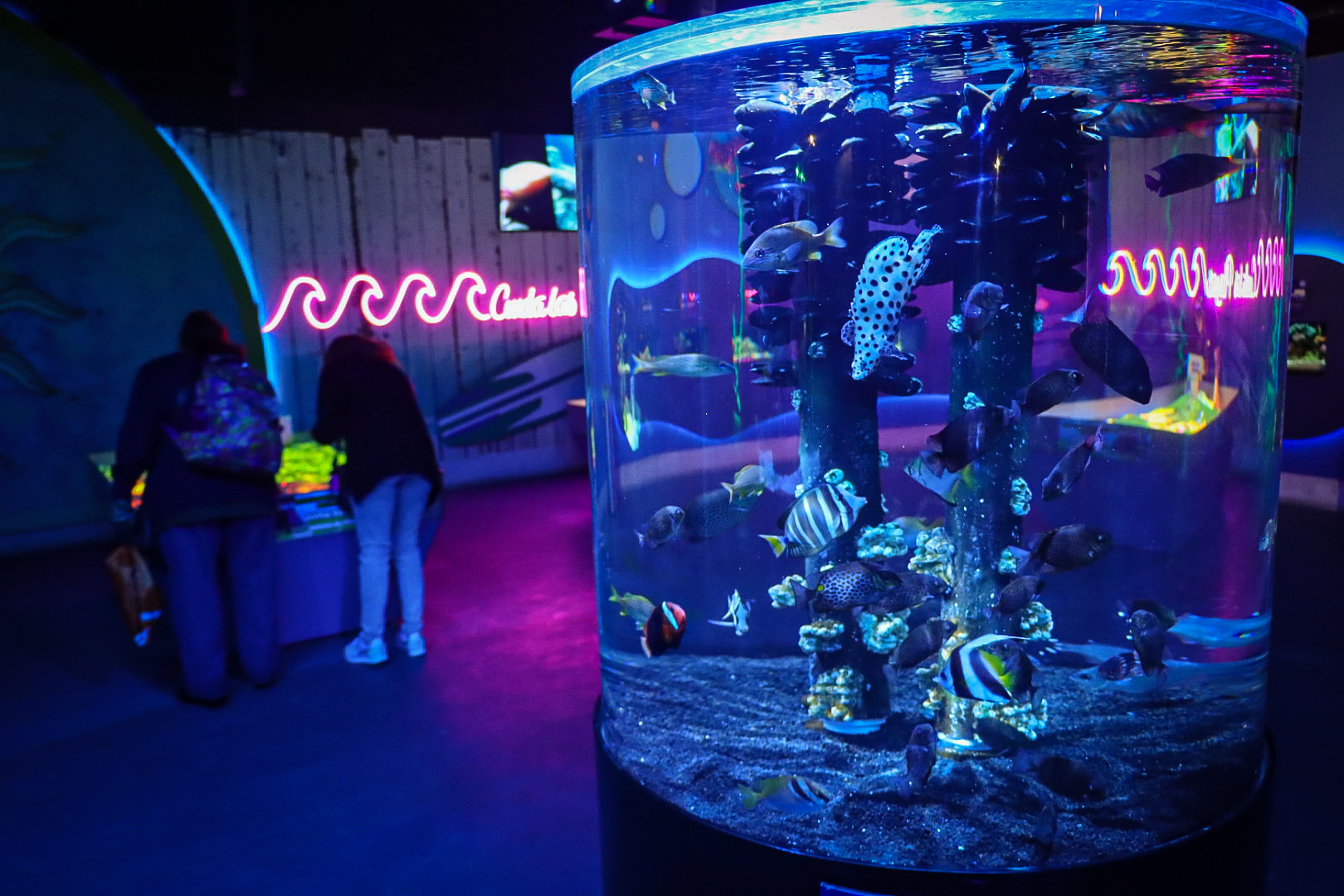 El Acuario Michin, una excelente opción para pasarla increíble en estas vacaciones 