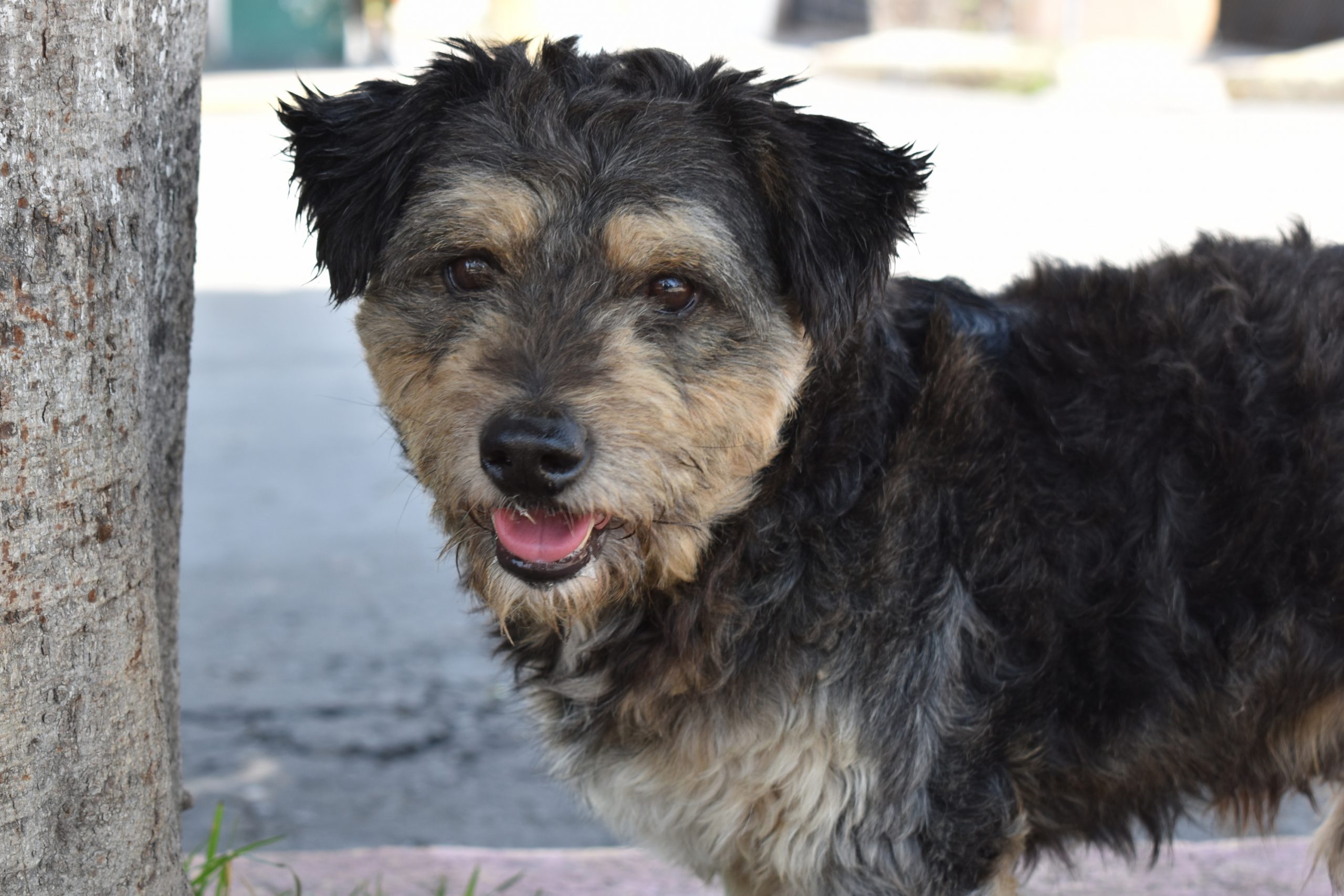 Declaran el 12 de abril como Día de los Seres Sintientes en CDMX