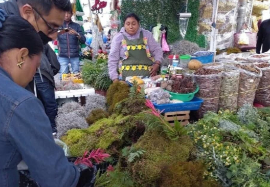 Decomisan 289 especies endémicas de la Reserva de la Biosfera que eran comercializadas en mercados