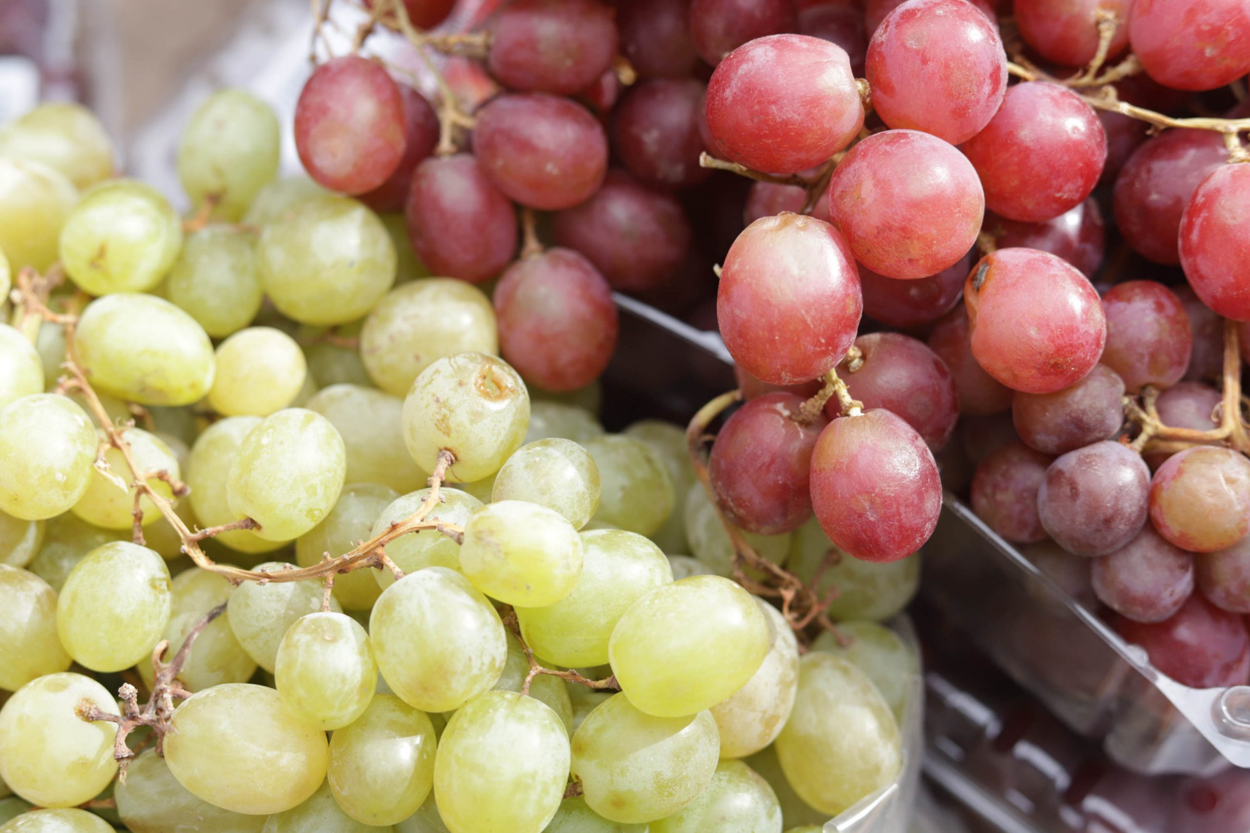 Conoce las variedades y costos de la uva para recibir el Año Nuevo 