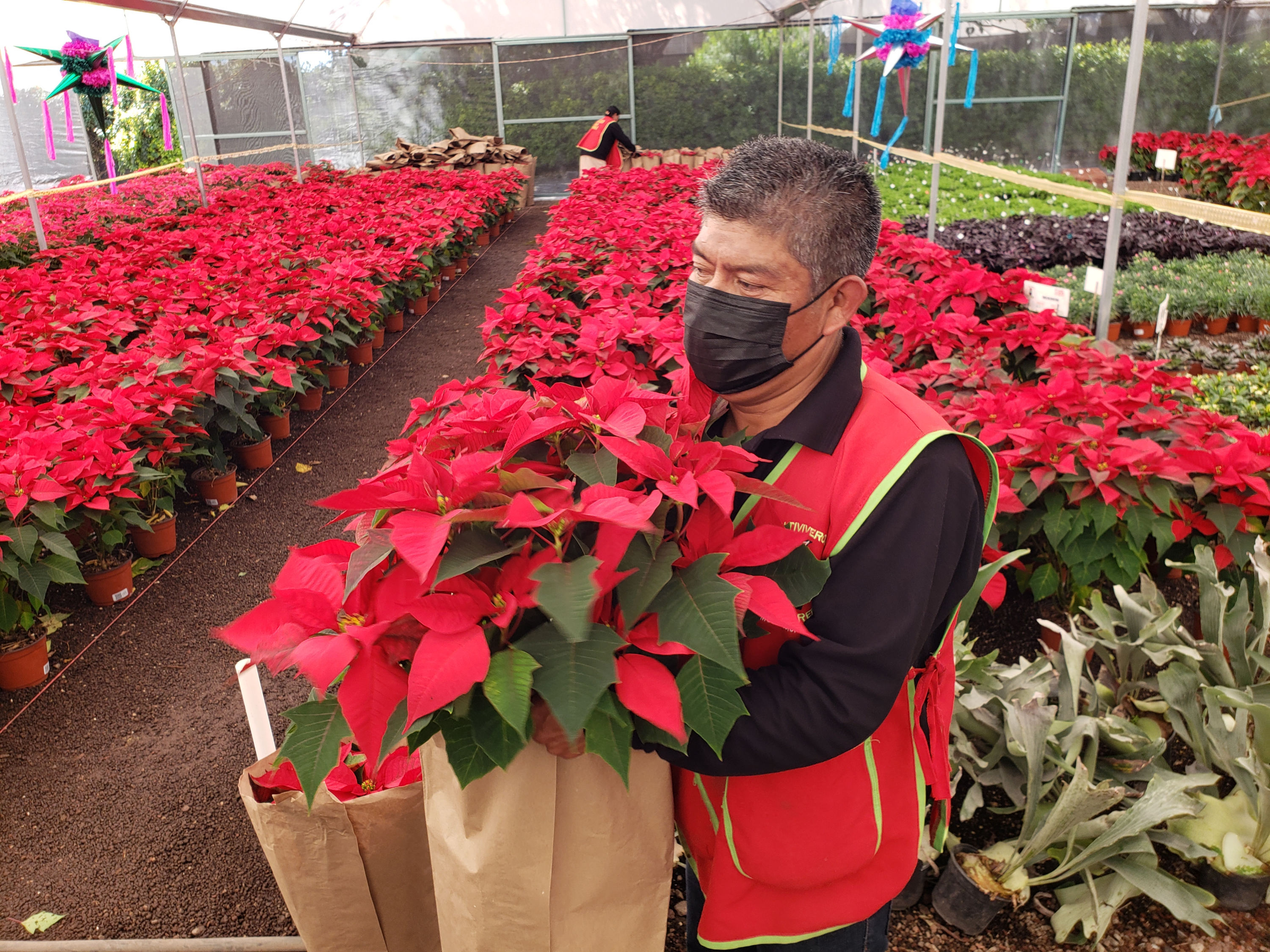 Puebla produce 3 millones de plantas de Flor de Nochebuena al año: SDR 