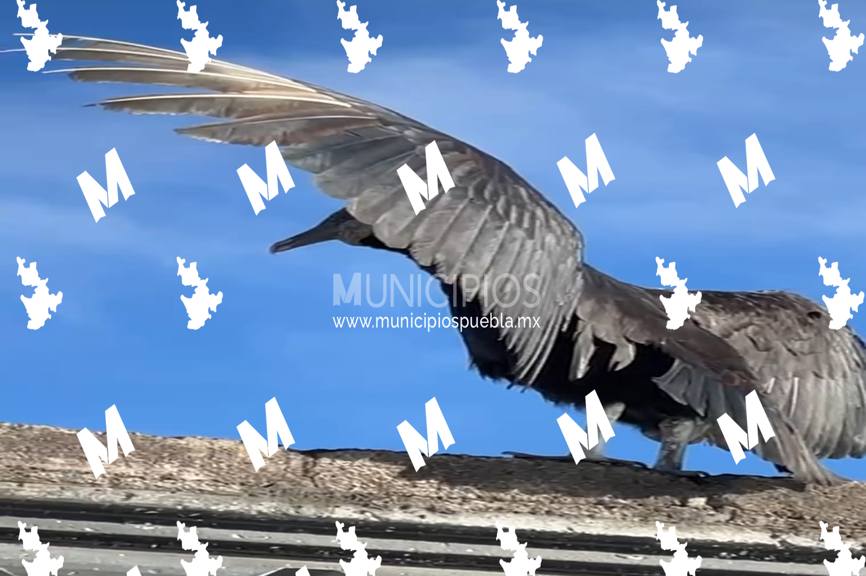 Zopilote es captado en techo de vivienda de Texmelucan