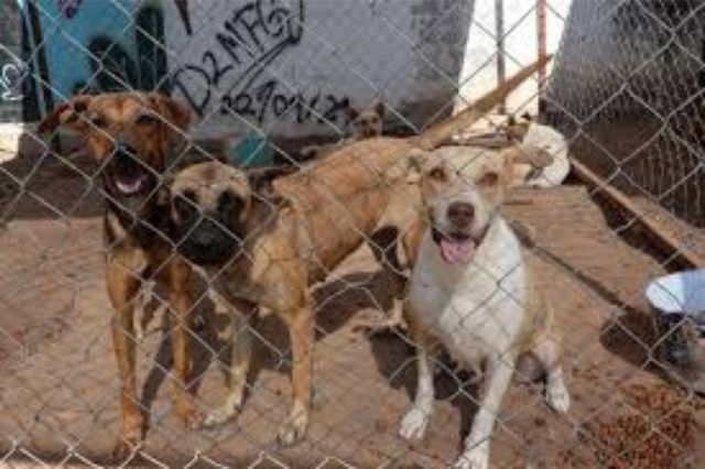 Robo deja sin alimento a 60 perros del albergue HOTEPA en Acapulco