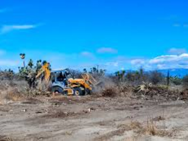Denuncian presunta lotificación y desmonte de plantas endémicas en zona de la Reserva de la Biosfera