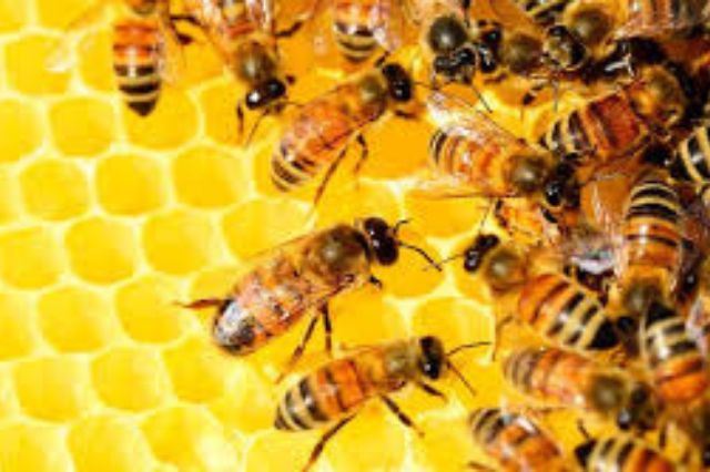 Miles de colmenas en Uruguay mueren; sospechan intoxicación química