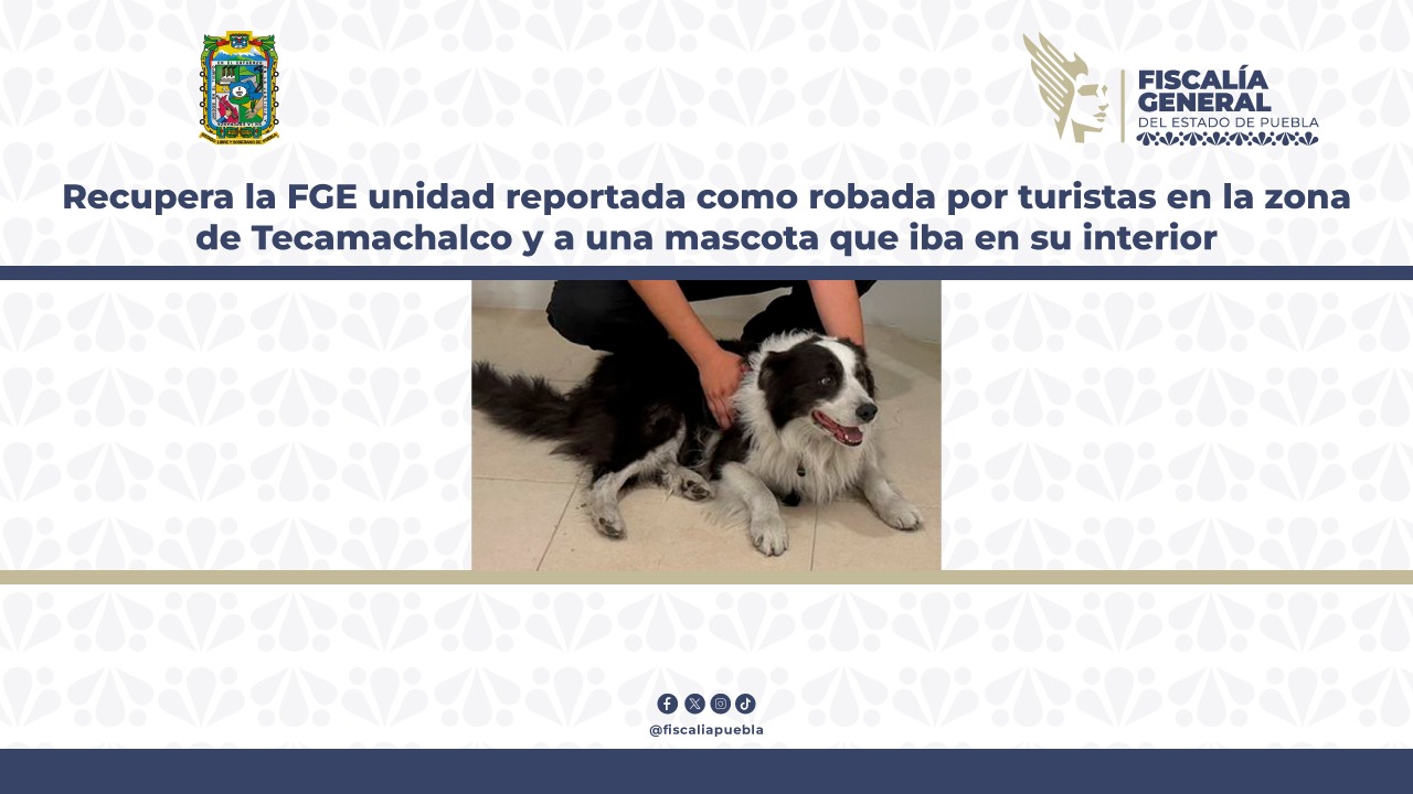 Recupera FGE camioneta robada a turistas en Tecamachalco y una mascota que iba en su interior