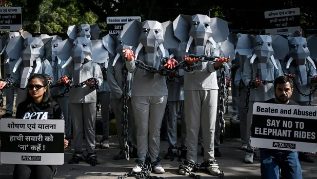 Activistas protestan en India contra los paseos en elefante y denuncian la explotación animal