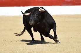 Bienestar Animal y municipio de Tecamachalco suspenden corrida de toros
