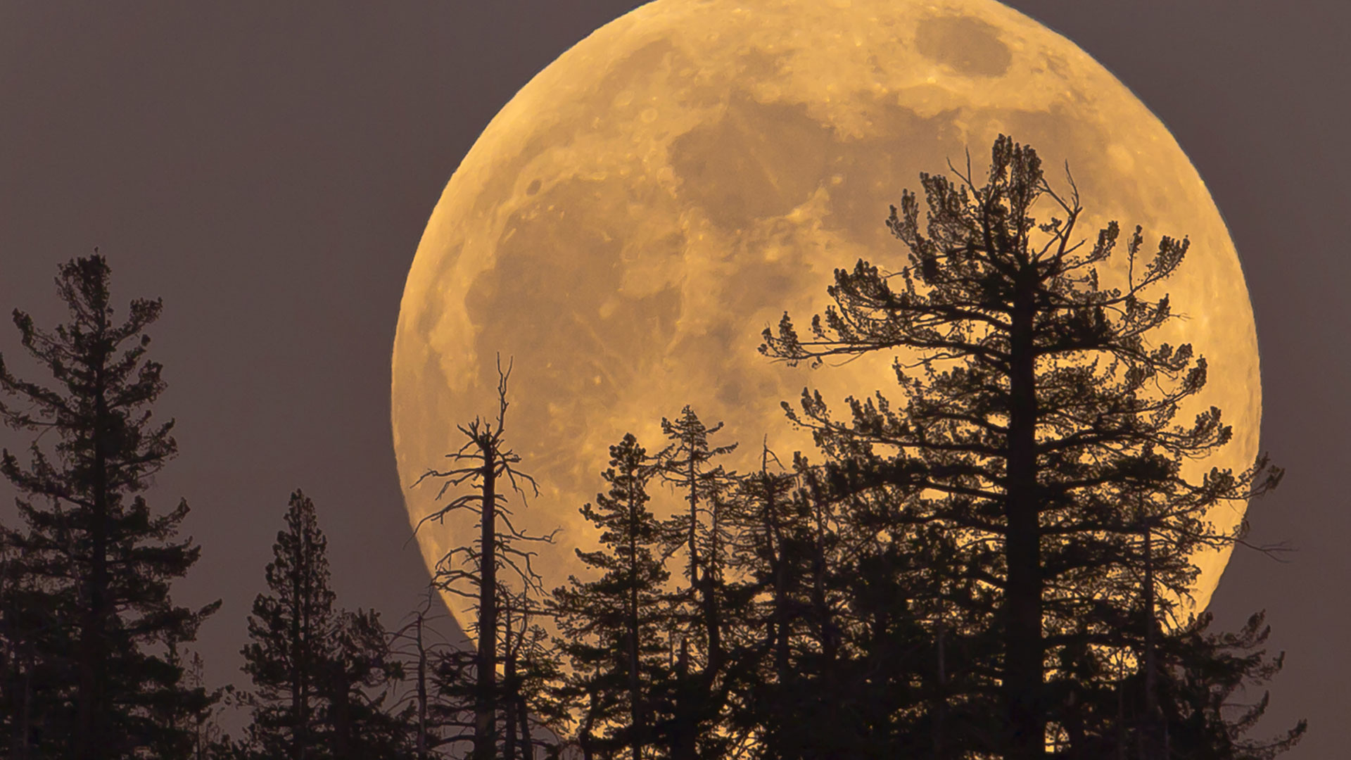 El 2026 empezará con un evento astronómico: La Superluna de Lobo 