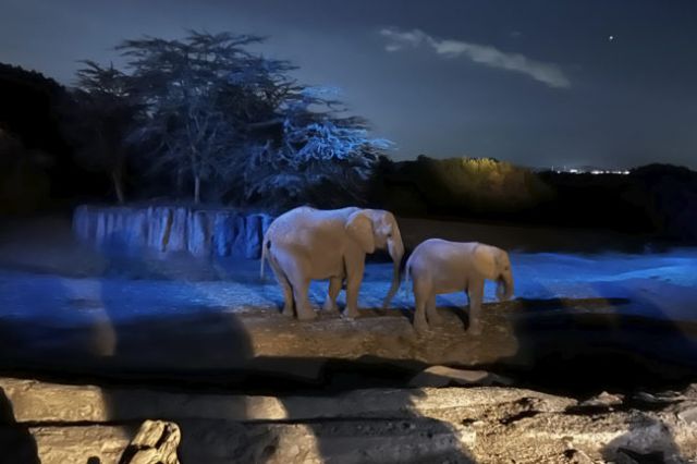 Vive la vida nocturna de los animales con Moon Safari en Africam Safari