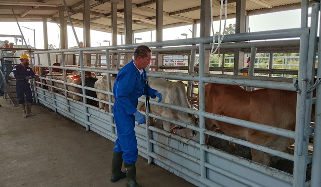 Amplía Agricultura acciones para contener gusano barrenador