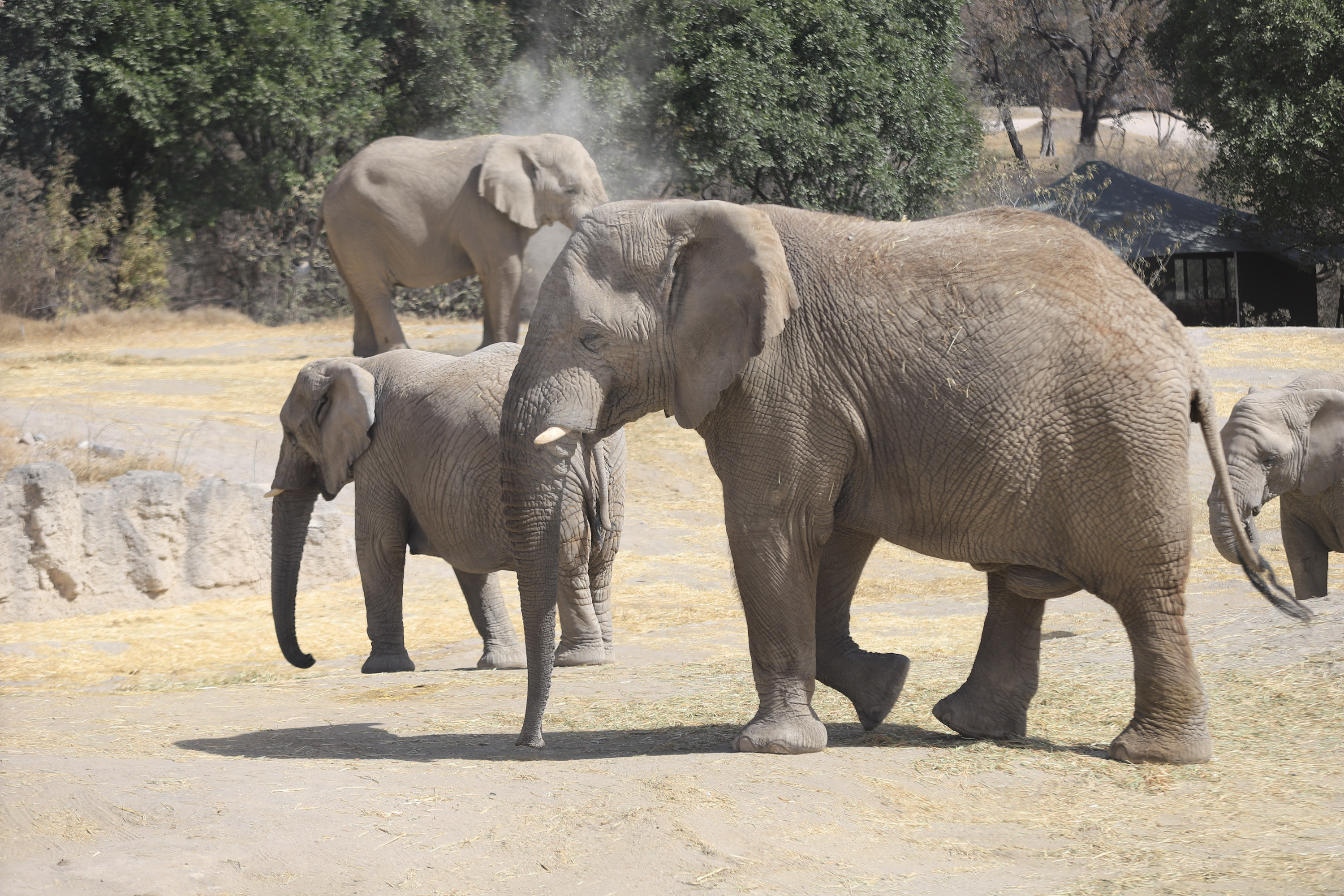 ¿Buscas empleo?, Africam Safari tiene vacantes