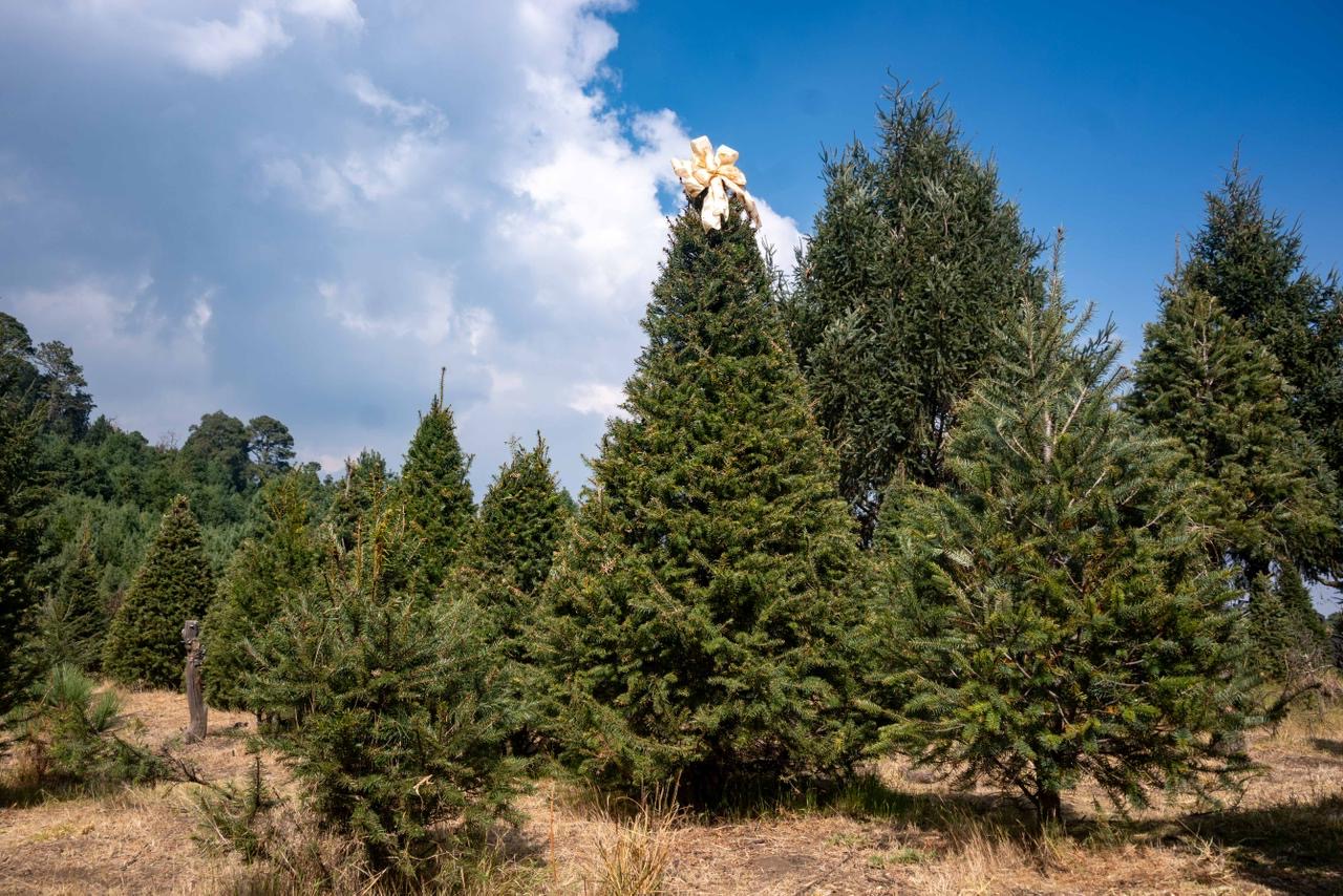 La BUAP te invita a cuidar el ambiente y reciclar tu árbol de navidad 