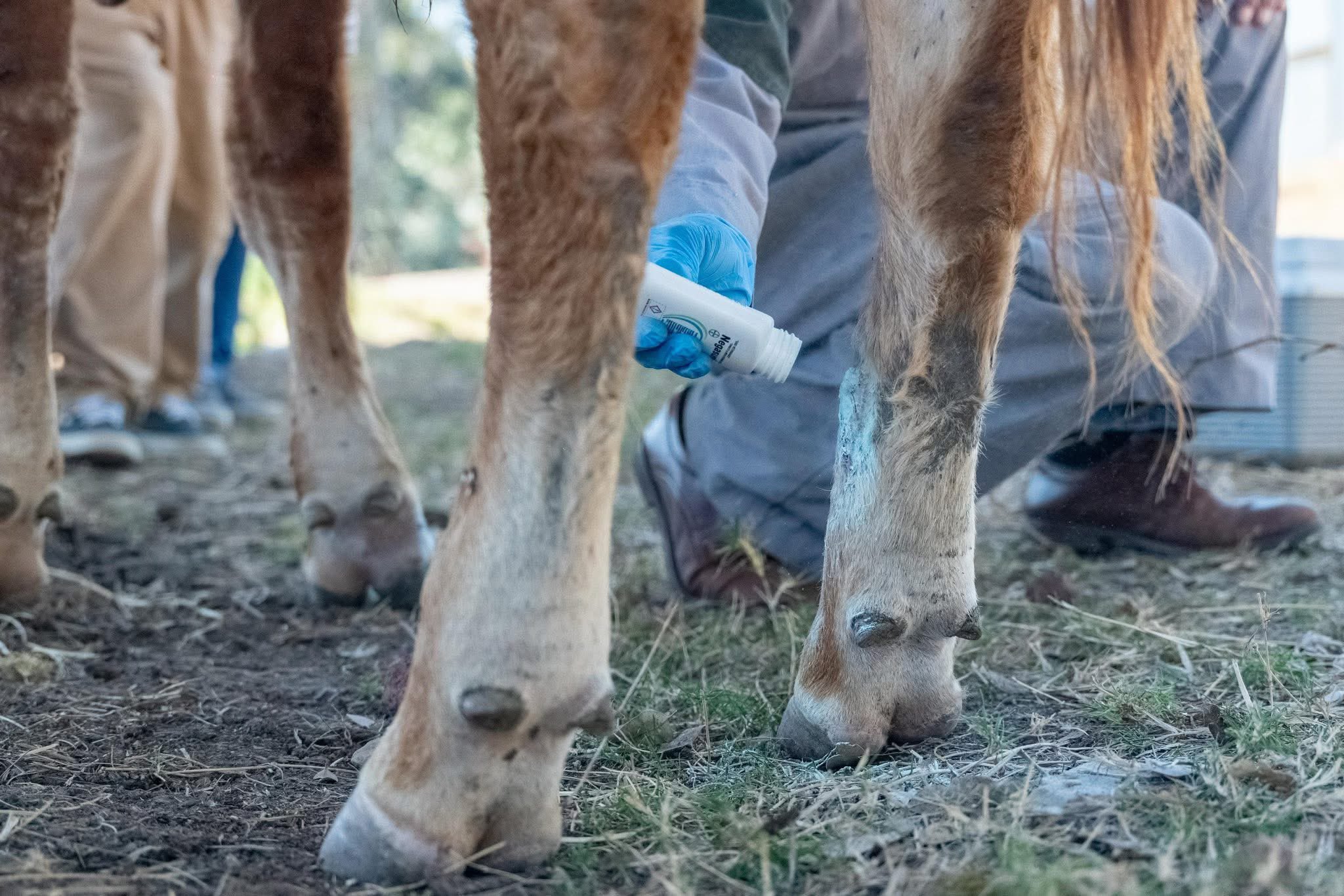 Es detectado primer caso de gusano barrenador del ganado en Michoacán
