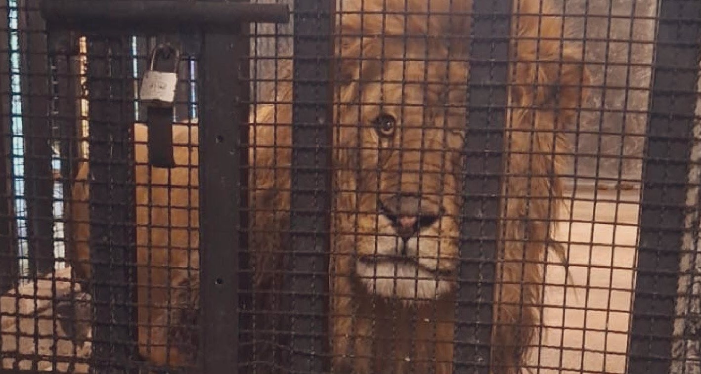 Rescatan a un león de una vivienda en Naucalpan