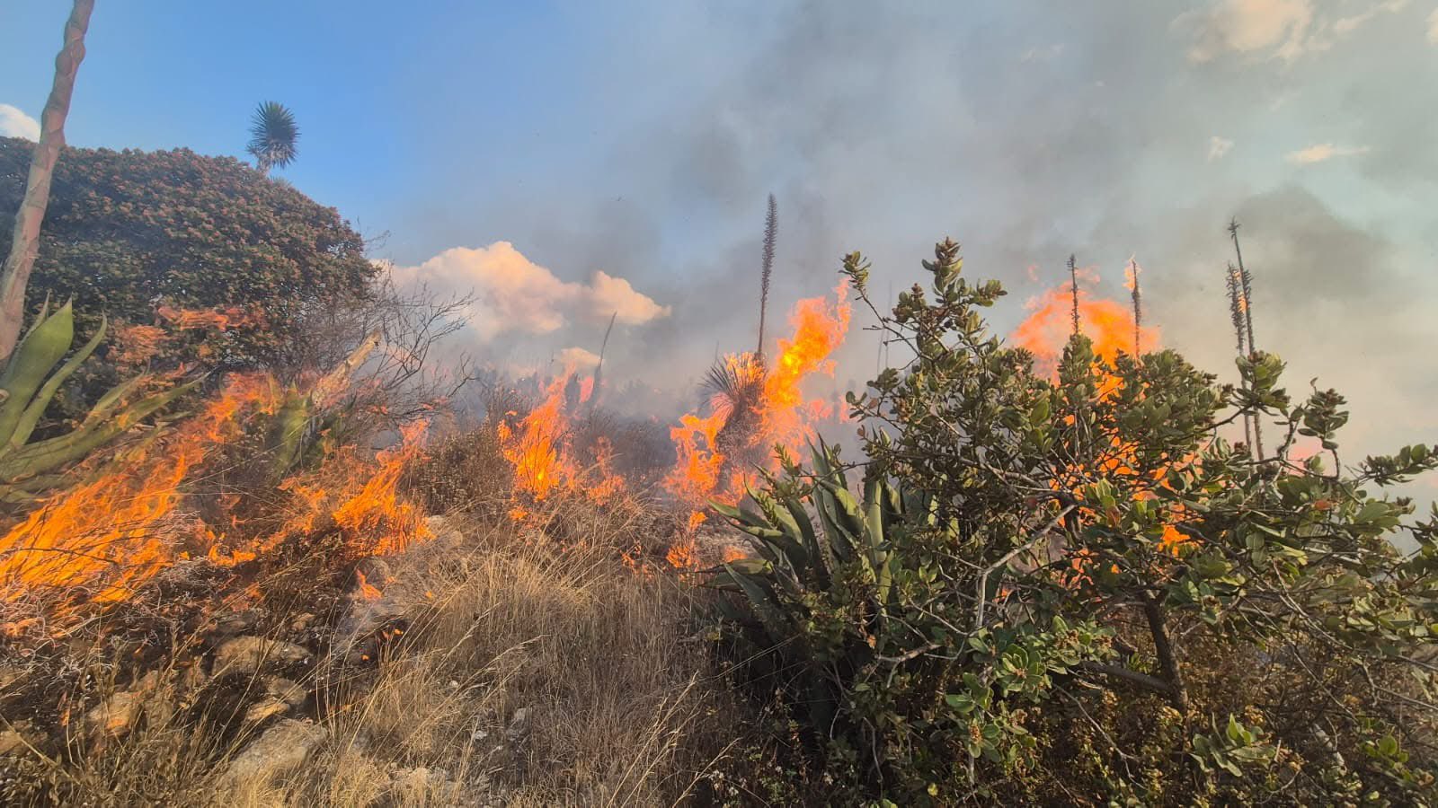Se registra incendio forestal que consume cerro en Pachuca, Hidalgo