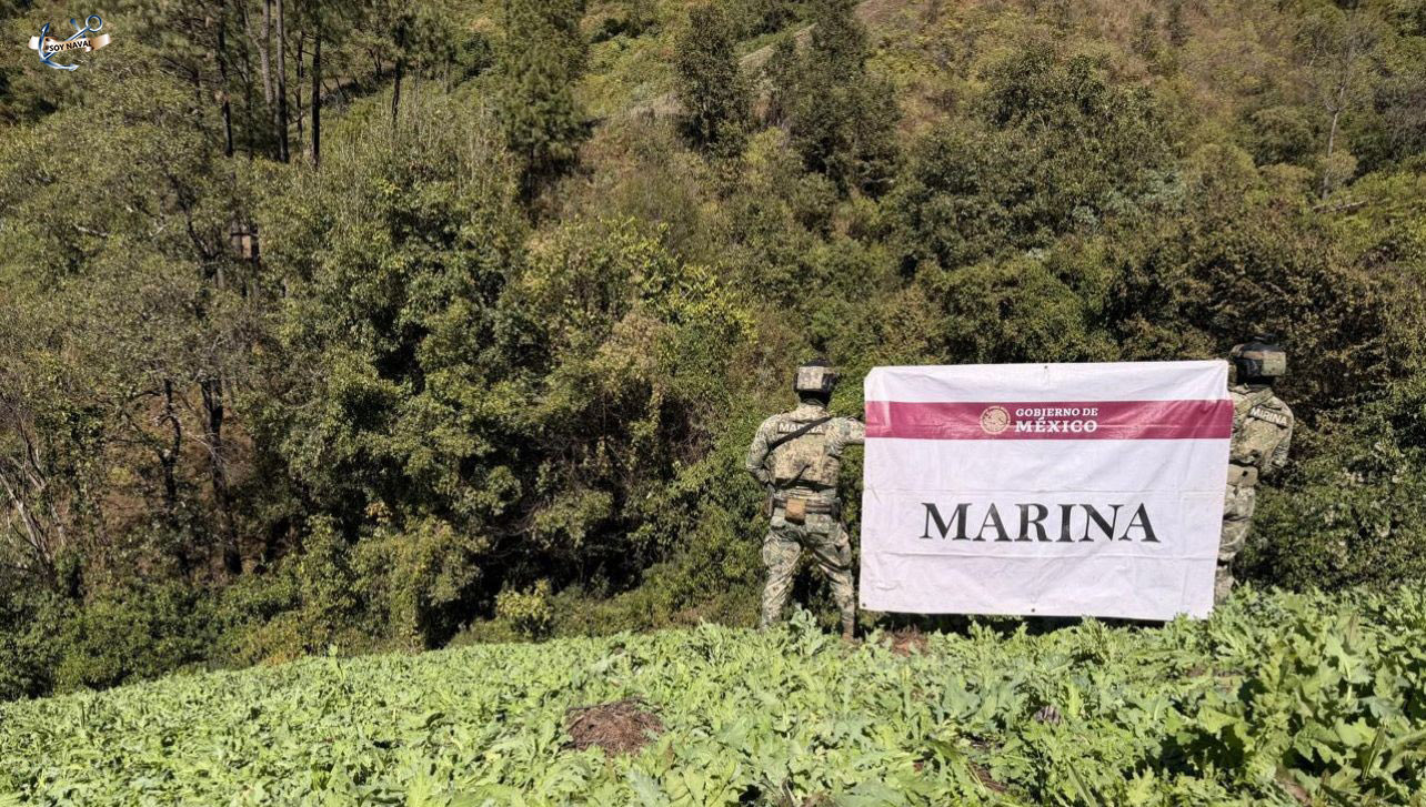 Marina localiza y erradica plantíos de amapola en Nayarit