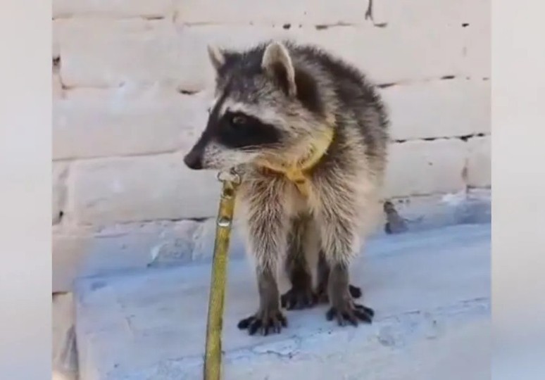 Profepa ya investiga la venta de un mapache en Tehuacán