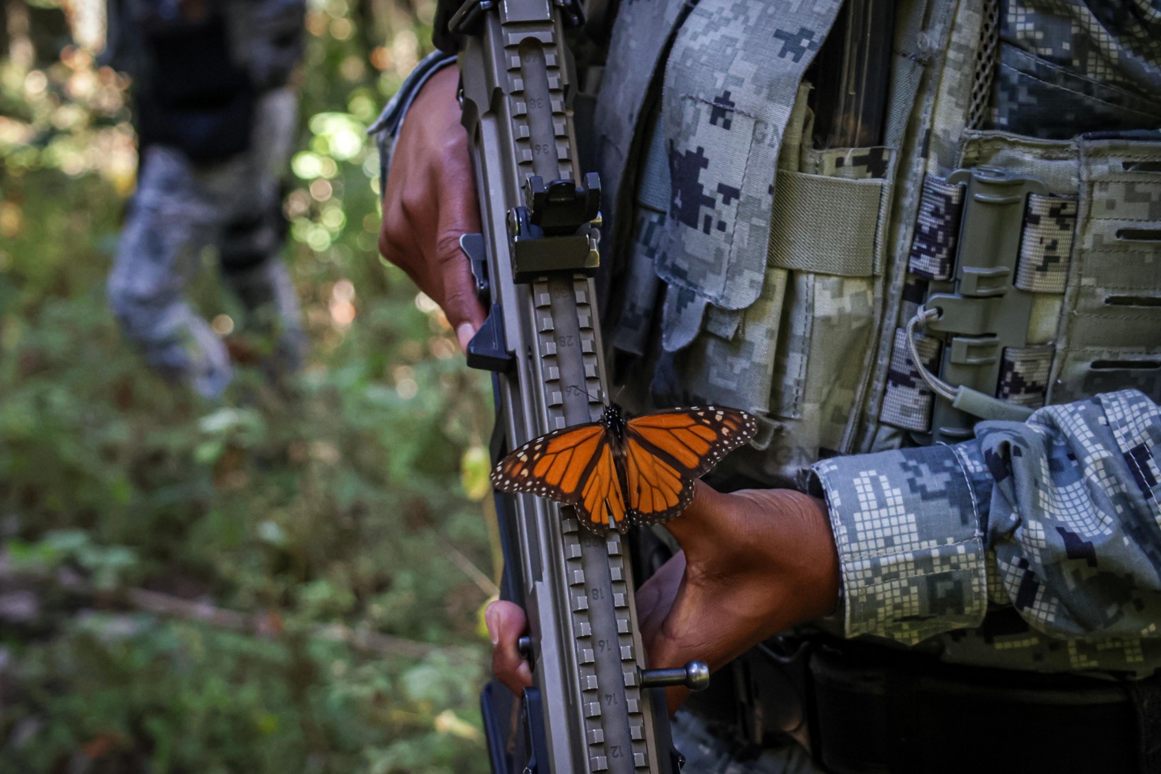 Guardia Nacional resguarda a la Mariposa Monarca