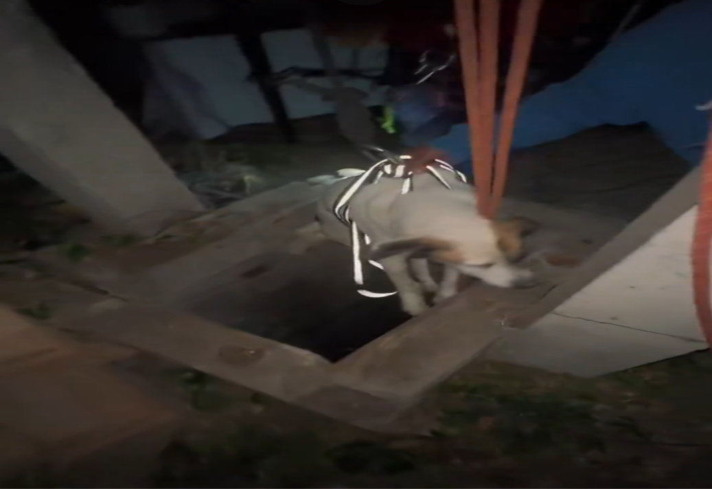 VIDEO PC de Puebla rescata a un par de perritos que cayeron a un pozo