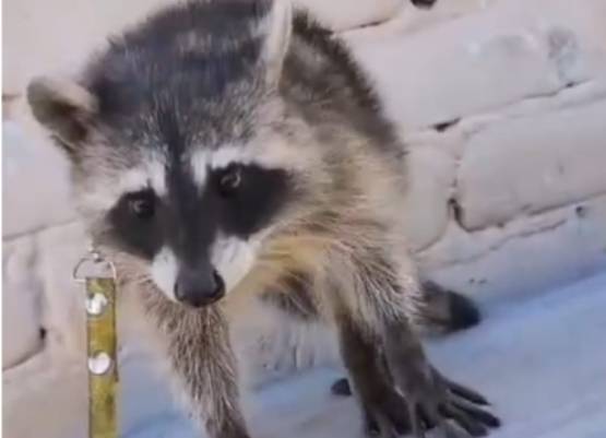 En Tehuacán se registra tráfico ilegal de animales; urge intervención de autoridades: TAC