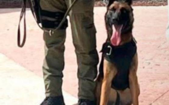 Chiautzingo suma binomios caninos para reforzar la  seguridad del municipio.