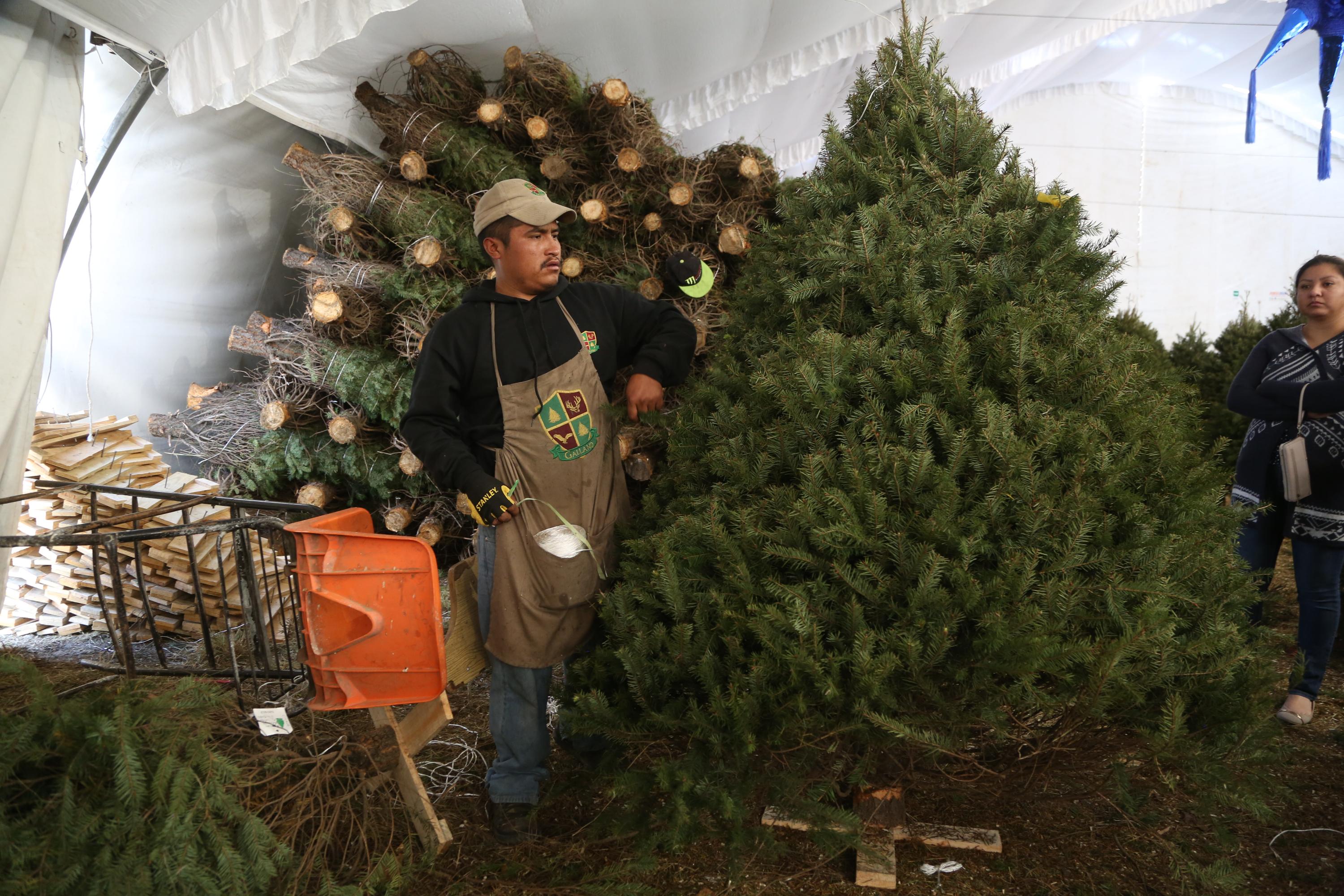 Recicla tu árbol de navidad y obtén pases dobles para Africam Safari o Arboterra.