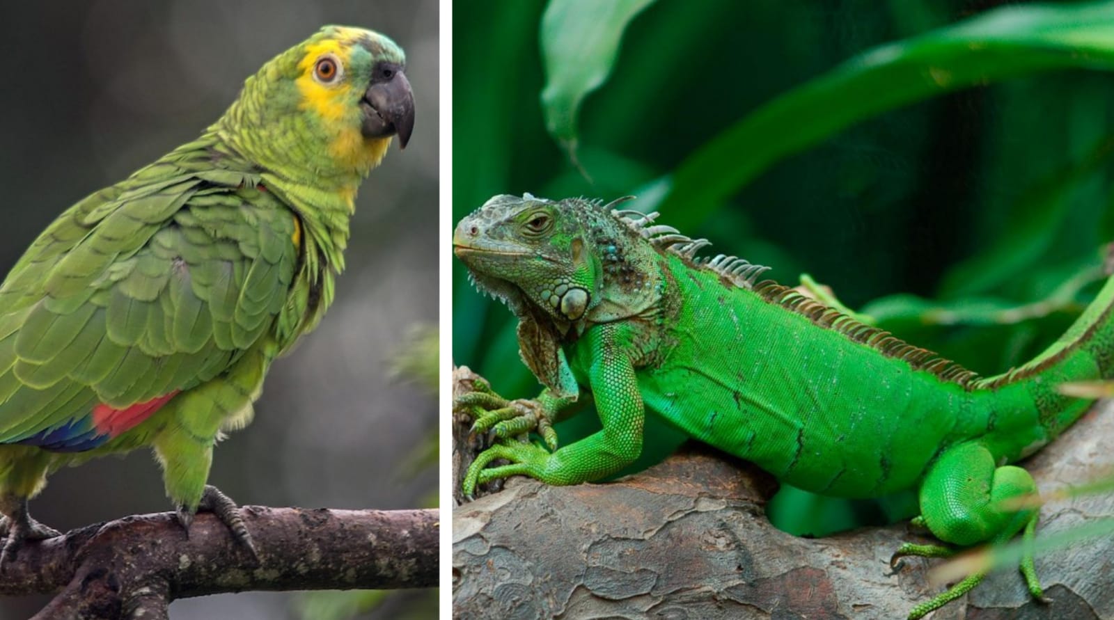 Alerta Reyes Magos, no regalen animales silvestres: PROFEPA 