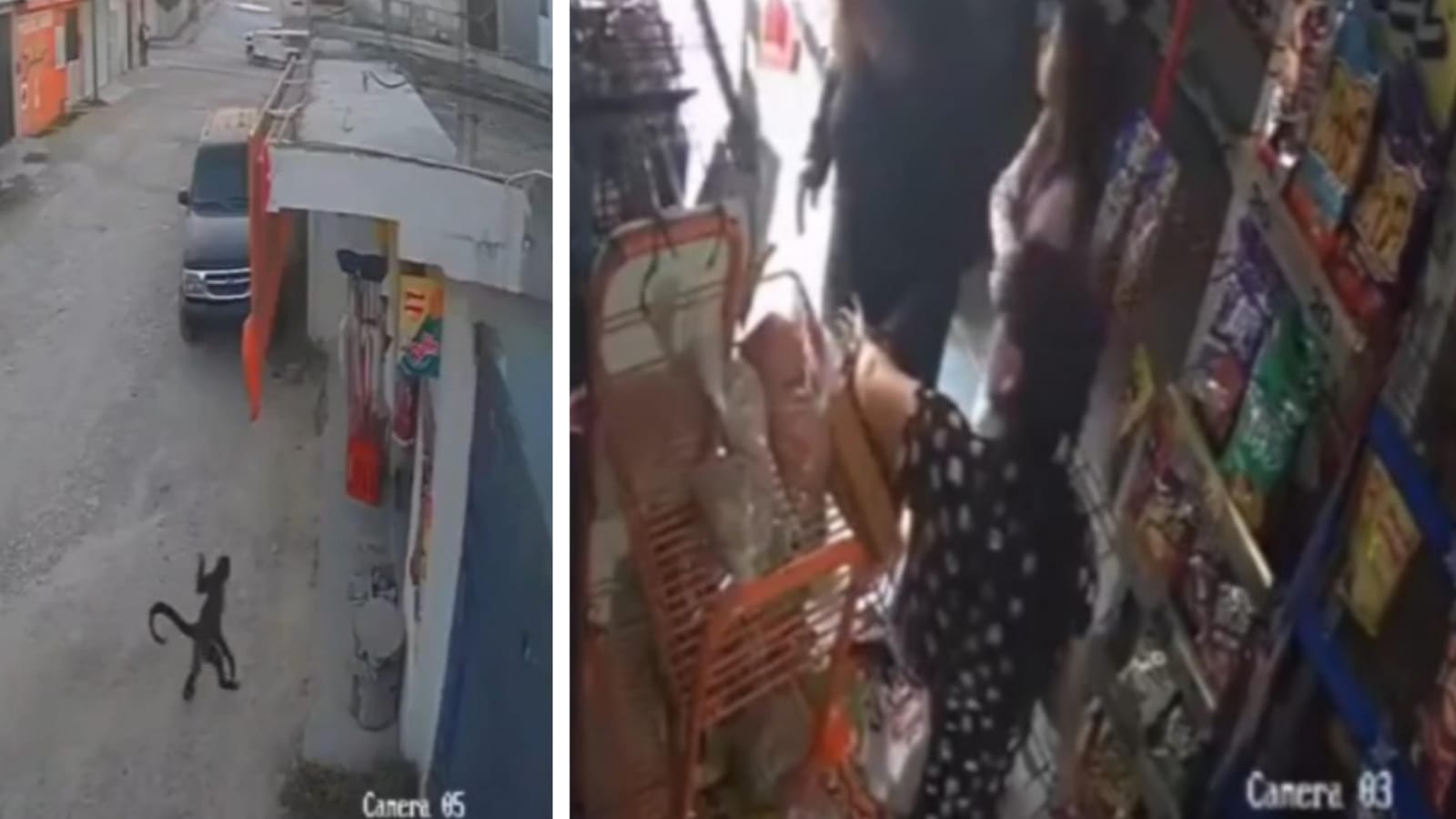 Uno mono araña entra a una tienda y agrede a una mujer en Chiapas