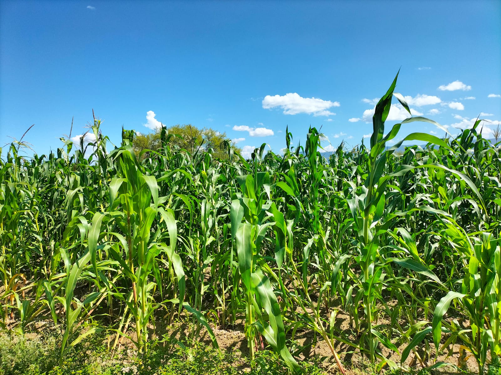 Mantienen vigilancia en zonas agrícolas de Tehuacán ante riesgo de heladas