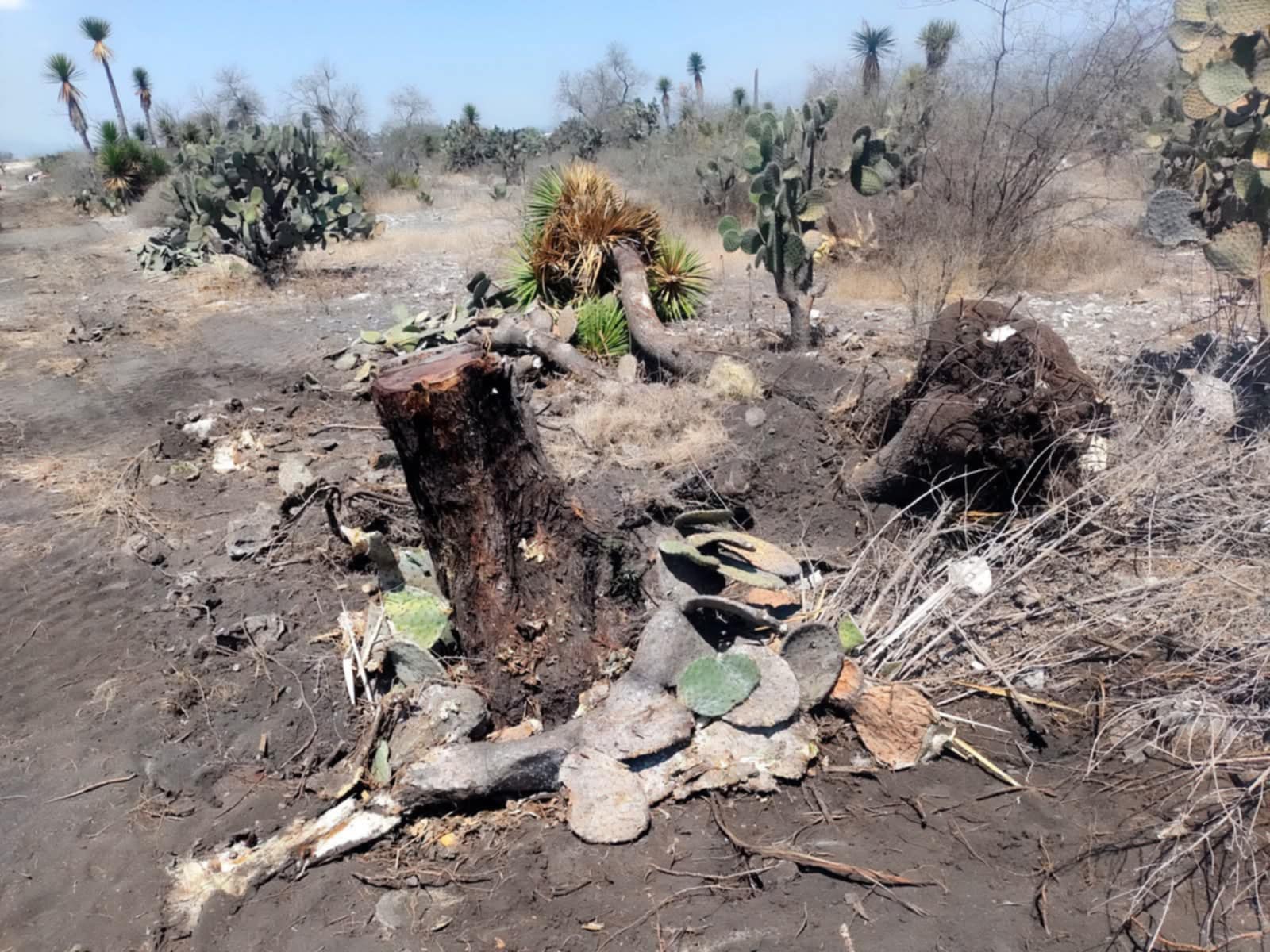 Alertan por cambios ilegales de uso de suelo en la Reserva de la Biosfera Tehuacán-Cuicatlán