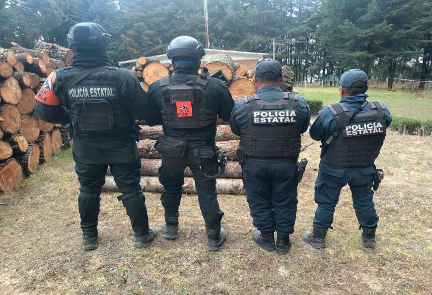 Policía de Puebla y Tlaxcala aseguran más de 70 troncos de madera 