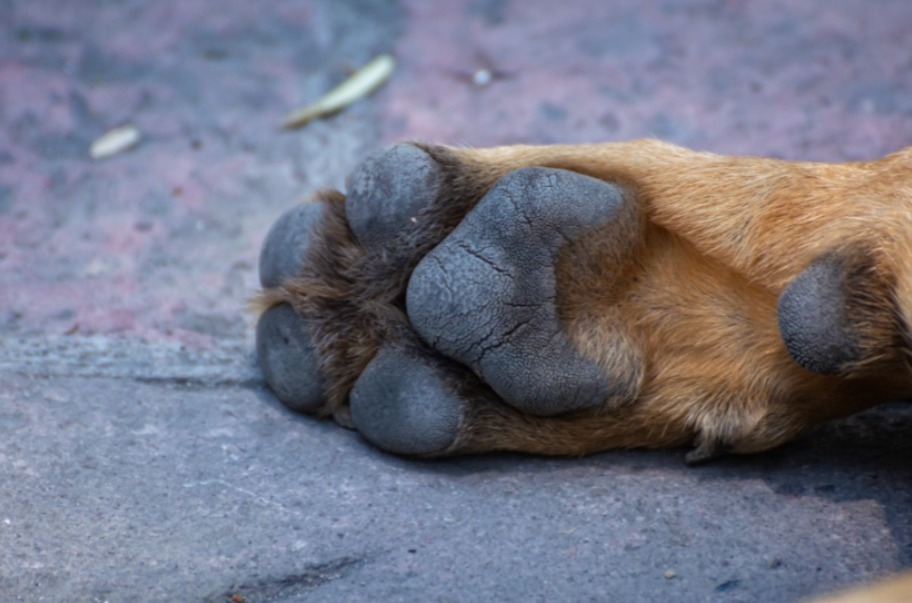 Vecinos de Texmelucan denuncian envenenamiento masivo de perros 