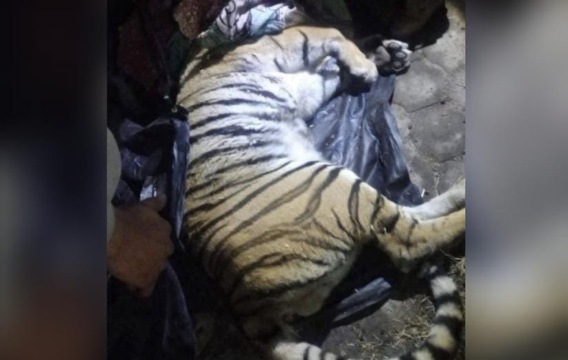 Rescatan a un tigre de vivienda en CDMX y lo trasladan a Puebla 